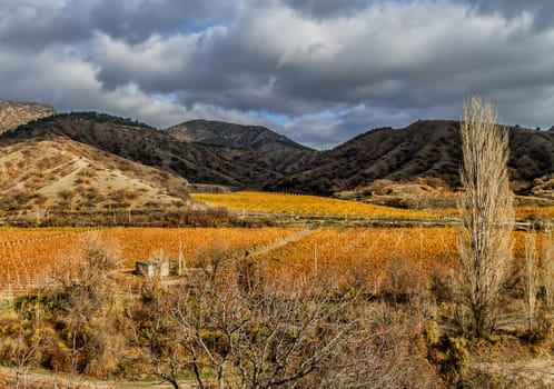 Autumnal vineyard in the valley, against the backdrop of mountains and cloudy sky.