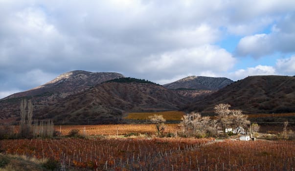 Vineyards. Autumn valley against the background of mountains and sky