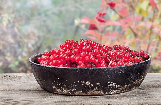 Viburnum in a pan on wooden table with blurry background