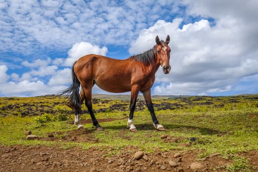 Horse in easter island field, pacific ocean, Chile