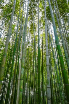 Arashiyama bamboo forest in Sagano, Kyoto, Japan