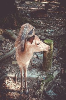 New born Sika fawn deer in Nara Park forest, Japan
