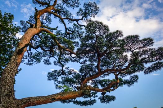 japanese black pine, pinus thunbergii, on a blue sky, Nikko, Japan