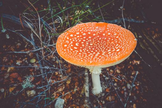 Amanita muscaria. fly agaric toadstool mushroom. Close-up view