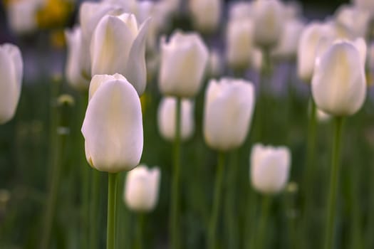 Beauty blooming white tulips in the spring. Blurred background