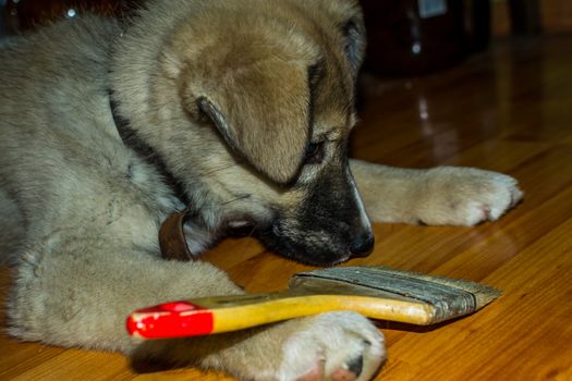 puppy playing with a screwdriver most likely wants to help with the repair