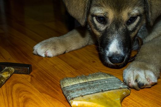 puppy playing with a screwdriver most likely wants to help with the repair