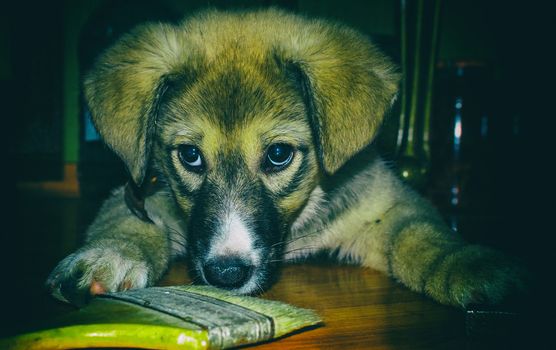 puppy playing with a screwdriver most likely wants to help with the repair