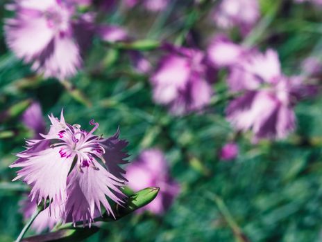 bright colorful flowers nature floral Paradise bright colors