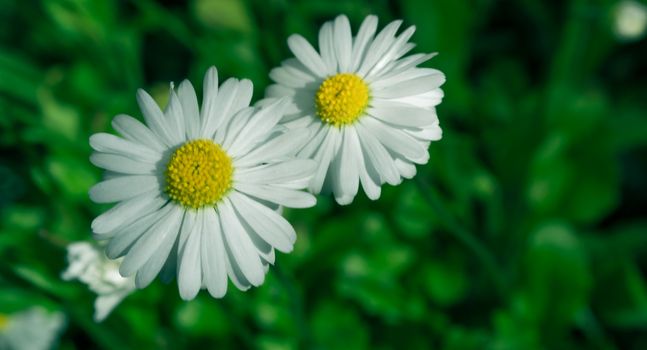 bright colorful flowers nature floral Paradise bright colors