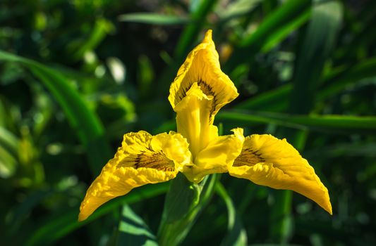 bright colorful flowers nature floral Paradise bright colors