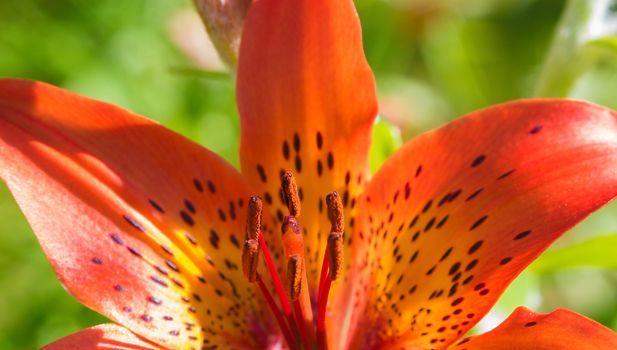 bright colorful flowers nature floral Paradise bright colors