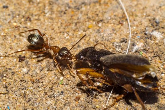 ant dragging beetle macro picture of a worker ant