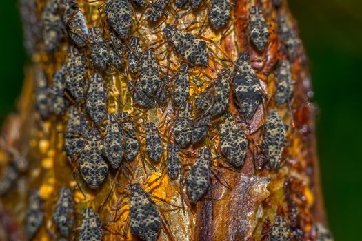 parasites macro photo of aphids on the peach tree