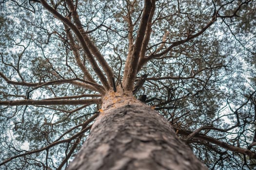 a thick tree trunk tree branches across the sky