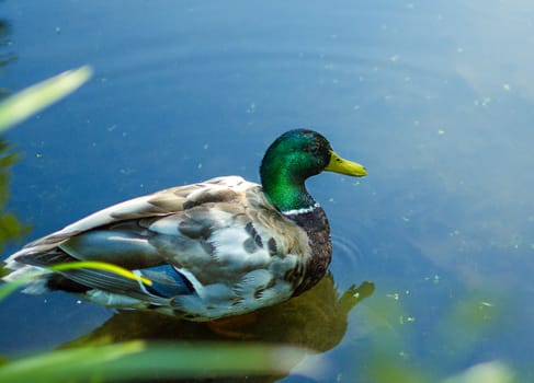 duck on lake with ducks in the Park