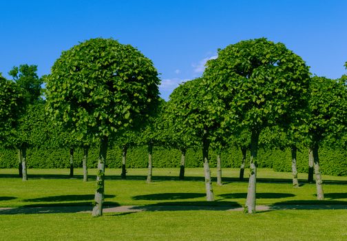 green beautiful trees of the Palace parks nature summer vacation