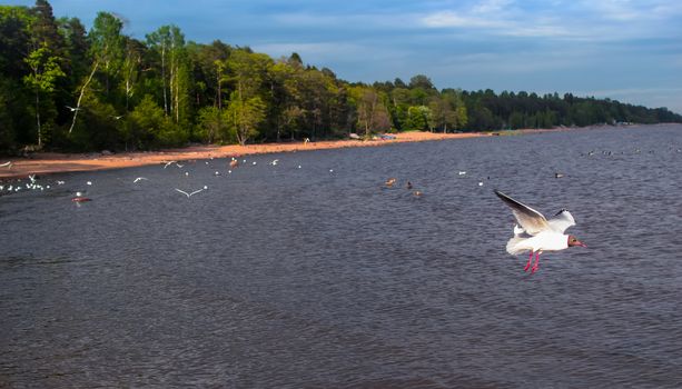 a lot of seagulls over the sea Gulf of Finland Saint-Petersburg