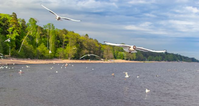 a lot of seagulls over the sea Gulf of Finland Saint-Petersburg