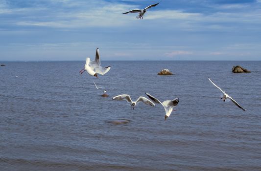 a lot of seagulls over the sea Gulf of Finland Saint-Petersburg