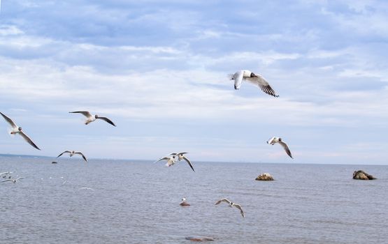 a lot of seagulls over the sea Gulf of Finland Saint-Petersburg