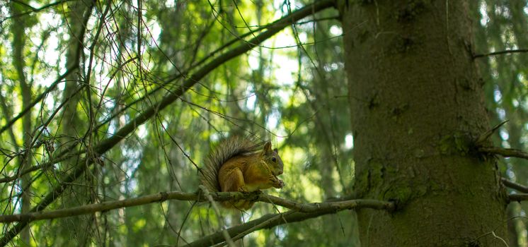 squirrel in the Park wildlife Park the weekend of Pavlovsk