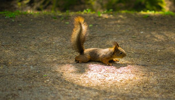 squirrel in the Park wildlife Park the weekend of Pavlovsk