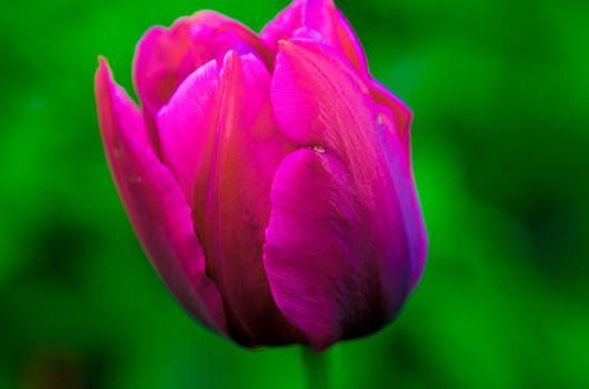 purple flower on green background macro photo