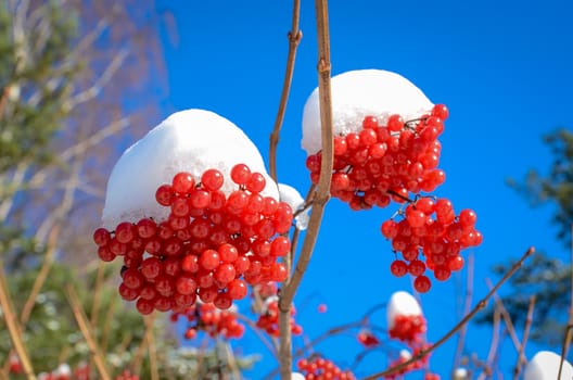 Bunches of viburnum in the snow on background of blue sky