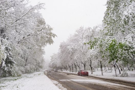 Winter snowy road with cars and green tees