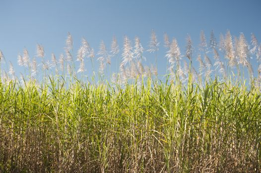 Sugarcane, Saccharum officinarum, canes growing in an agricultural field against a blue sky grown for their juicy sap which yields molasses and commercial sugar