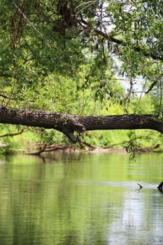 Russian landscape with small green river in forest