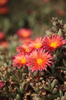 Ice plant succulent, Carpobrotus edulis, creeping ground cover on beach sand in the spring in Southern California 