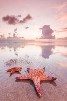 Two starfish on sea beach at sunset, Bali, Seminyak, Double six beach