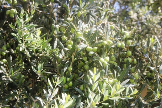 Green olive tree with fruit on branches