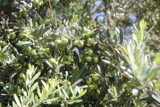 Green olive tree with fruit on branches