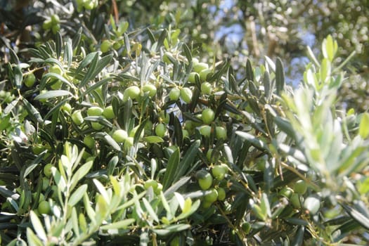 Green olive tree with fruit on branches