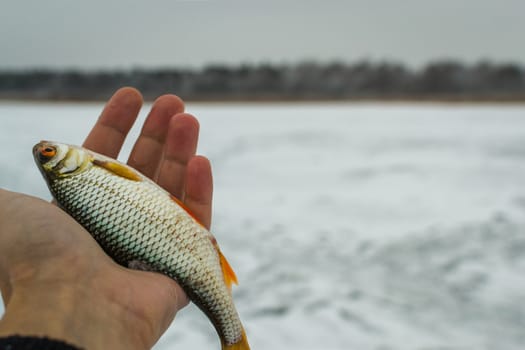 fresh raw fish fishing nature lake winter fishing