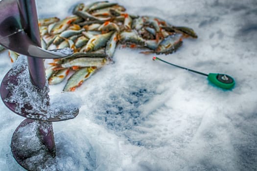 fresh raw fish fishing nature lake winter fishing
