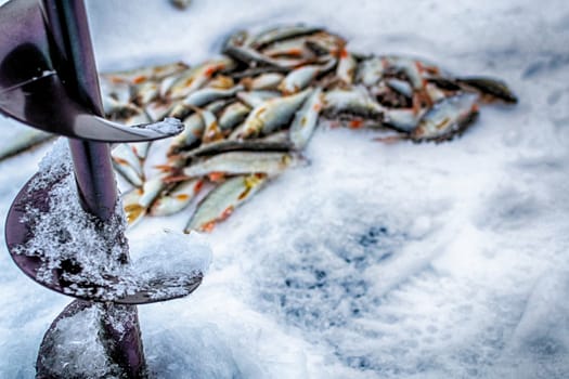 fresh raw fish fishing nature lake winter fishing
