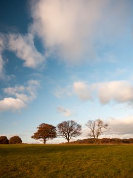 empty grass land country trees blue sky clouds landscape plain; essex; england; uk