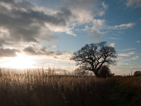 autumn landscape reeds sky sun flare bare branch tree; essex; england; uk