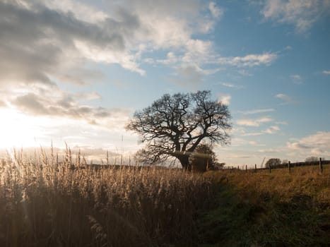 autumn landscape reeds sky sun flare bare branch tree; essex; england; uk