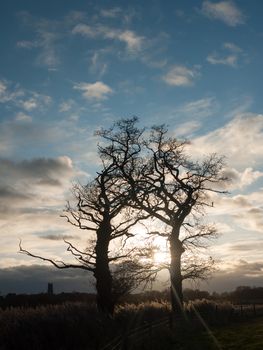 dark silhouette bare autumn tree branches sky light flare; essex; england; uk