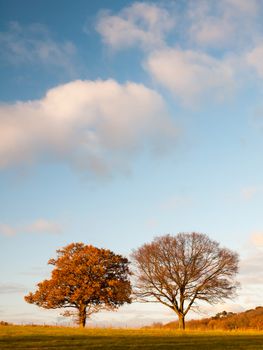 two large trees empty grass land country trees blue sky clouds landscape plain; essex; england; uk