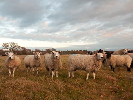 farmland close up white sheep farm grass grazing standing animals; essex; england; uk