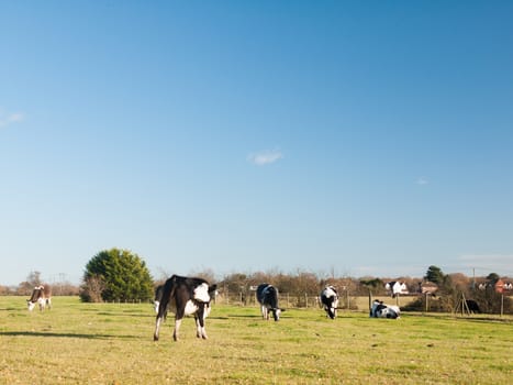 grazing black and white dairy farm cows grassland green blue sky; essex; england; uk