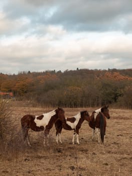 beautiful brown horses in field autumn weather stallions; essex; england; uk