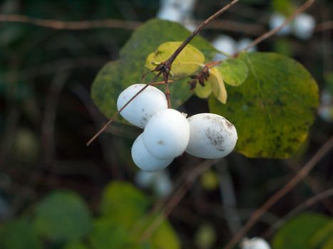 Symphoricarpos albus, snowberry white berries shrub background autumn winter close up; essex; england; uk