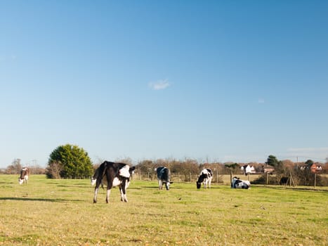 grazing black and white dairy farm cows grassland green blue sky; essex; england; uk